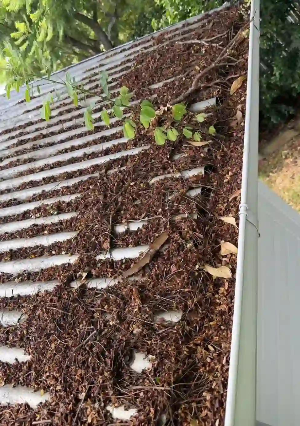 beef-1.webp beef-1.webp